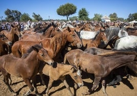 Más que caballos: expertos de fama mundial vienen a Huelva a hablar de psicología de la equitación