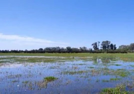 El CSIC afirma que las últimas lluvias en Doñana «no solucionan» la sobreexplotación de aguas subterráneas