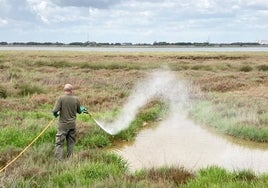 Lluvias excepcionales, calor y viento de levante: la tormenta perfecta para la plaga de mosquitos que padece Huelva
