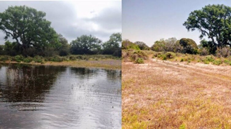 Las altas temperaturas causan que las lagunas y las marismas de Doñana pierdan agua «con rapidez»