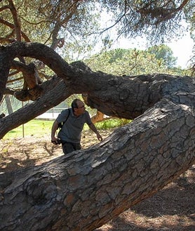 Imagen secundaria 2 - Arriba, Encina de la Dehesa de San Francisco, en Santa Olalla del Cala; y sobre estas líneas, uno de los acebuches de El Rocío y el Pino centenario del Parador de Mazagón