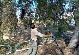 La proliferación de mosquitos obliga a Servicio de Control de Plagas a realizar tratamientos extraordinarios