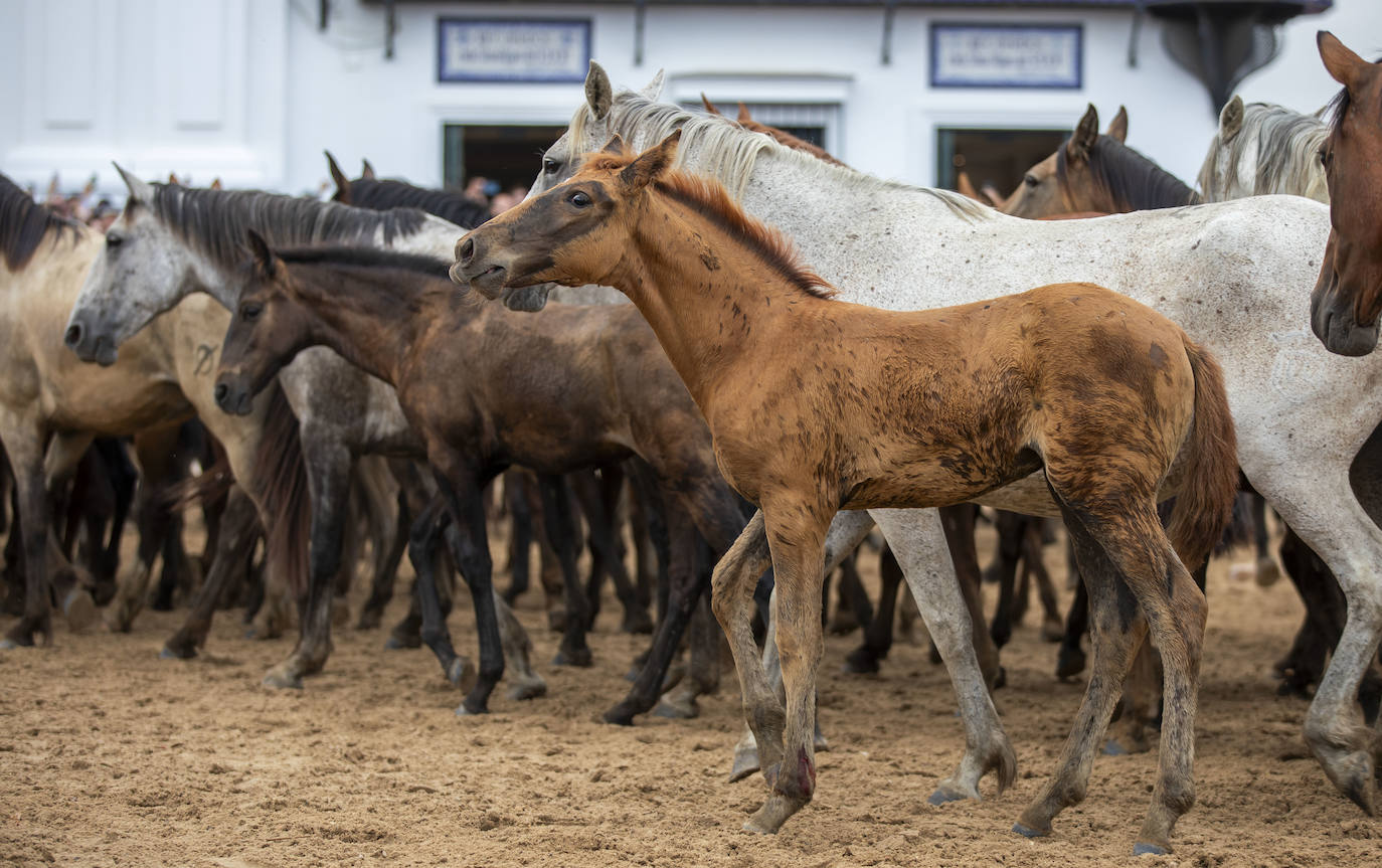 La Saca de las Yeguas 2024, en imágenes