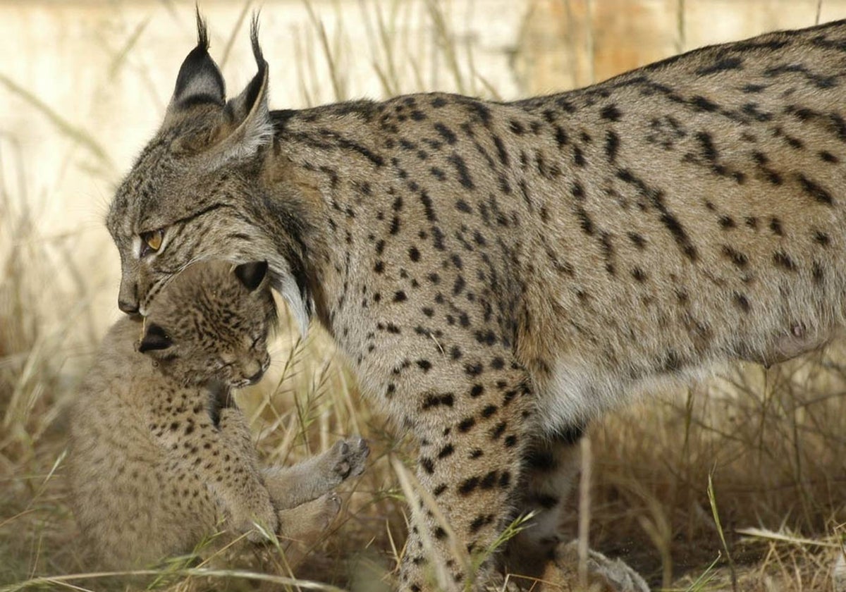 Lince con su cachorro en una imagen de archivo