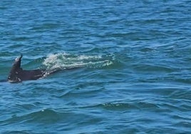 Un grupo de delfines se deja ver en el Espigón de Huelva