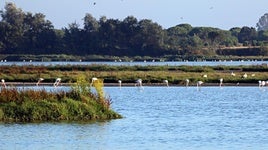 ¿Cuánto vale vivir en Doñana? Un estudio revela el precio medio de los municipios más cercanos