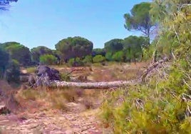 Ecologistas en Acción alerta de que la mortalidad de pinos en el litoral de Doñana va a más