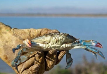 El cangrejo azul, la 'plaga' convertida en manjar que no se puede pescar de manera recreativa