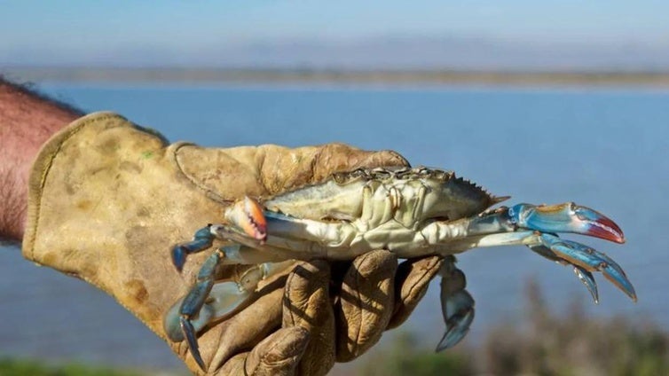 El cangrejo azul, la 'plaga' convertida en manjar que no se puede pescar de manera recreativa