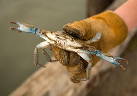 Cómo diferenciar un cangrejo azul de otro tipo de cangrejo y qué hacer si te encuentras con uno
