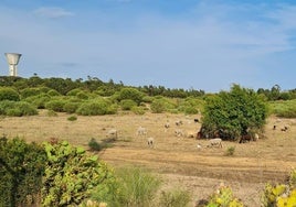 Ecologistas en Acción recurre el proyecto inmobiliario Nuevo Rompido Este al considerarlo «una agresión a los valores naturales»