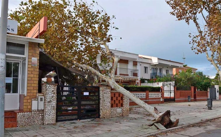 Imagen principal - Árbol derribado por el viento en la avenida del Océano de Punta Umbría y daños en una instalación municipal de Cartaya