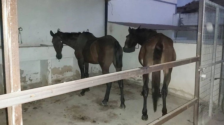 Dos animales en el depósito municipal de Bonares tras ser recogidos por estar sueltos