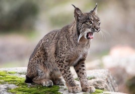 Ya van 13 linces muertos por atropellos en 2024 en el entorno de Doñana