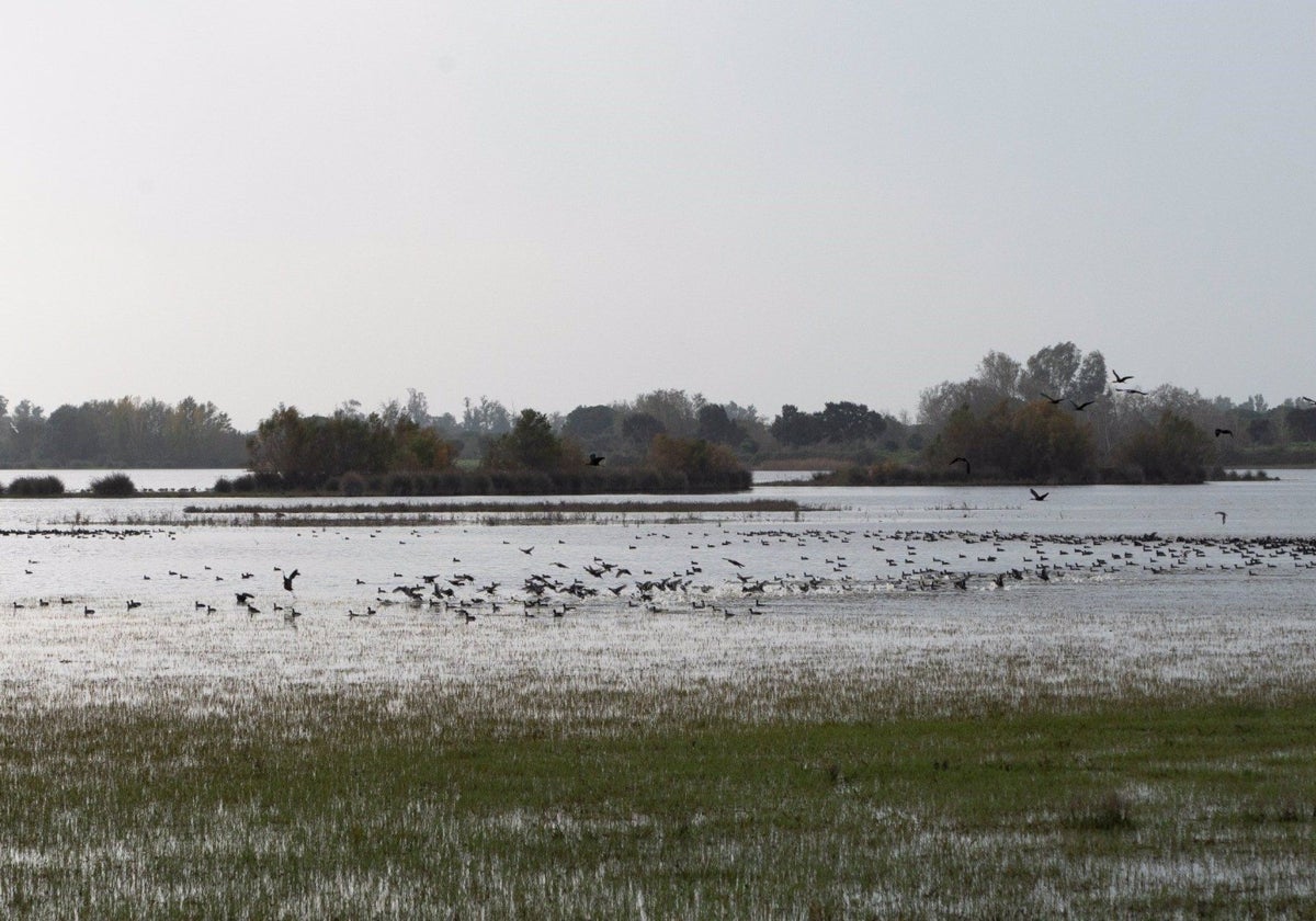 Humedal de Doñana, en una imagen de archivo