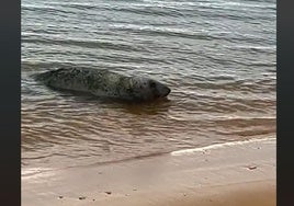 Aparece una nueva foca en la Playa de Mazagón: «Se está recorriendo toda la costa de Huelva»