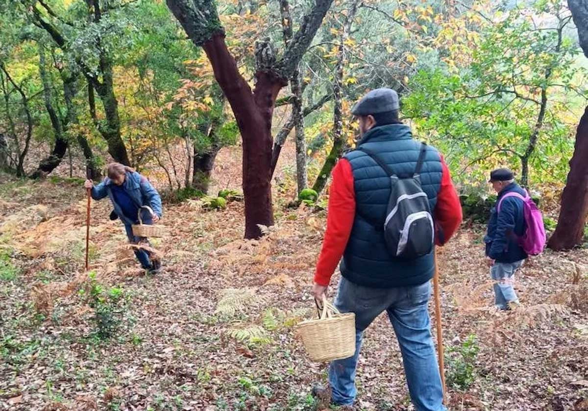 Recolección de gurumelos en la Sierra de Huelva