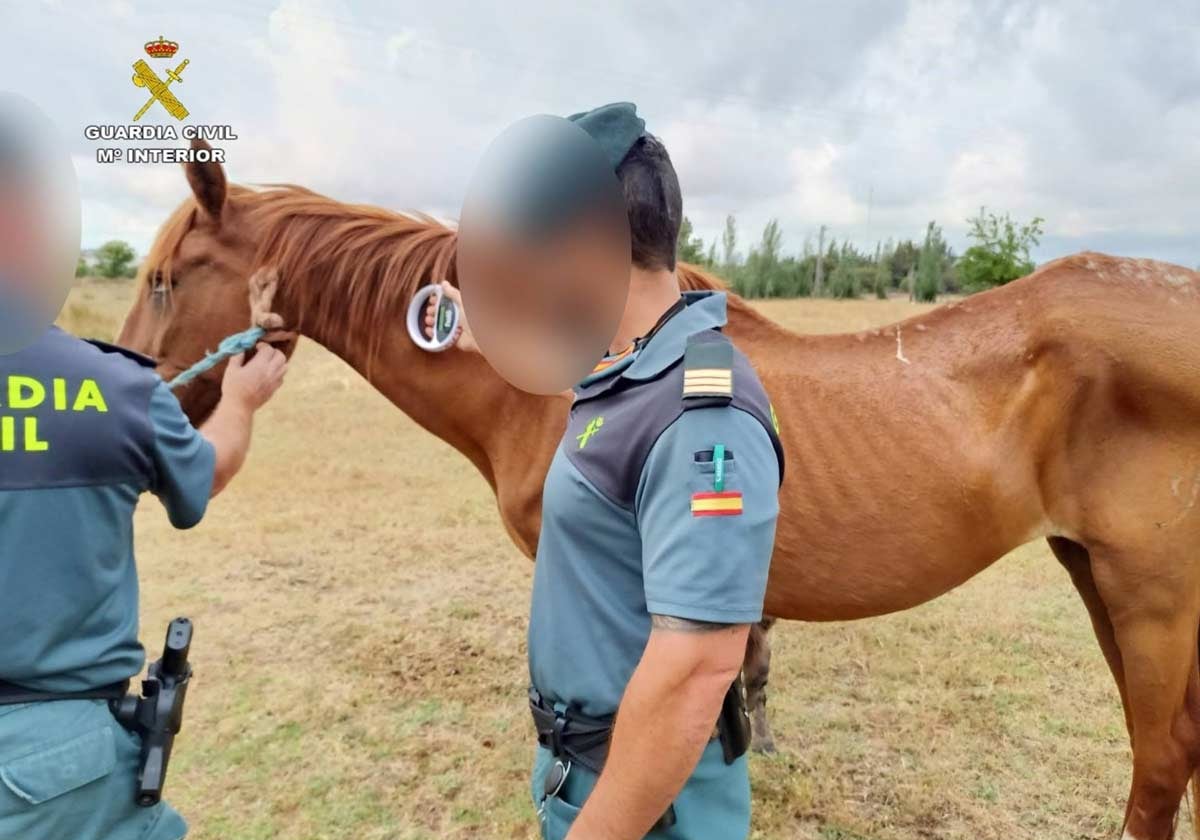 Guardias civiles comprueban si un caballo tiene microchip