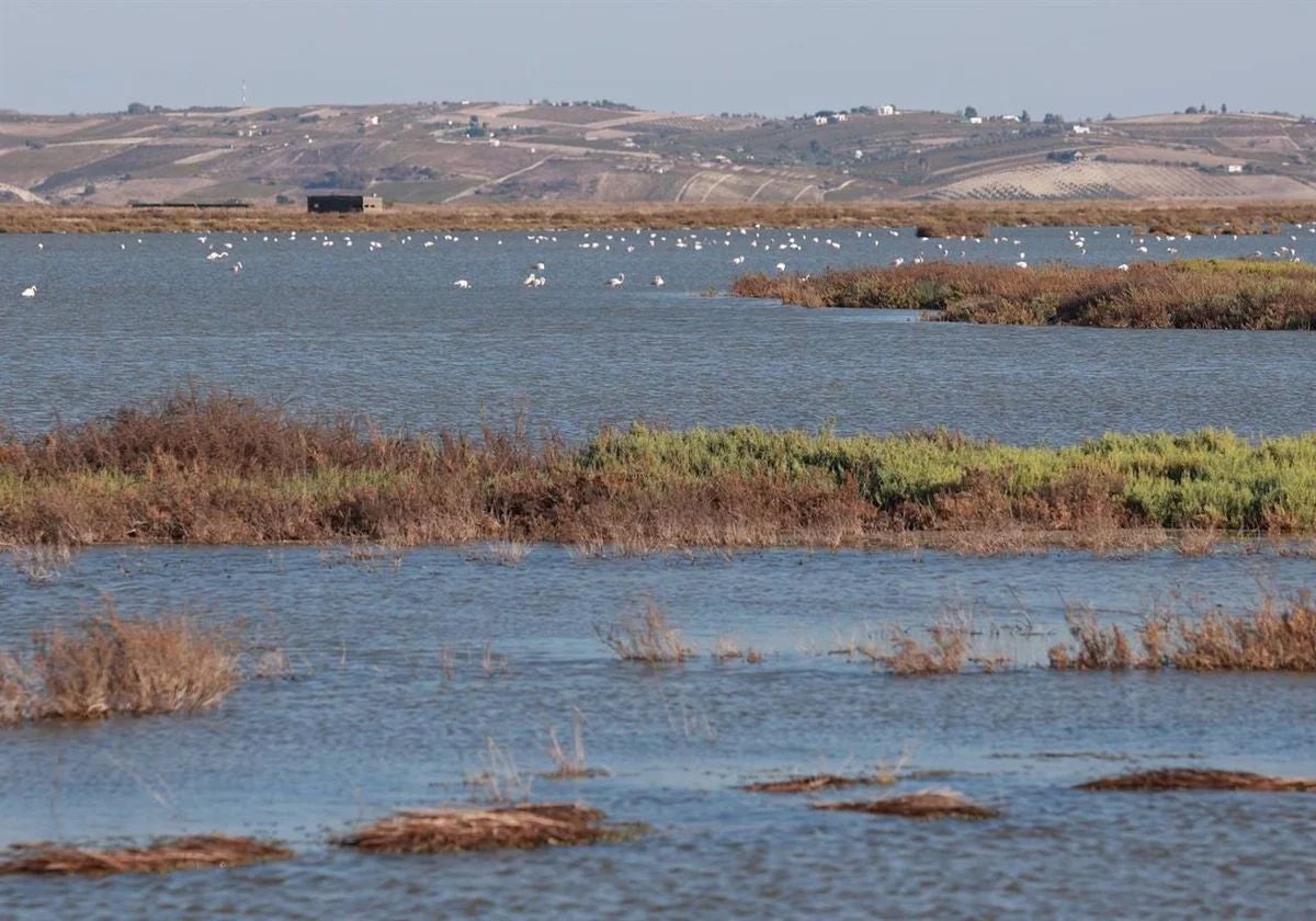 La Fiscalía propone abrir procedimiento contra 250 empresas por extraer agua de manera ilegal en Doñana