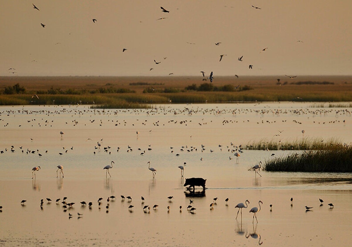 Una imagen de lagunas de Doñana