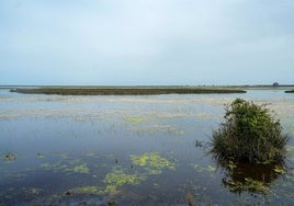 La Junta y la Diputación anuncian «ayudas complementarias» para los agricultores de Doñana