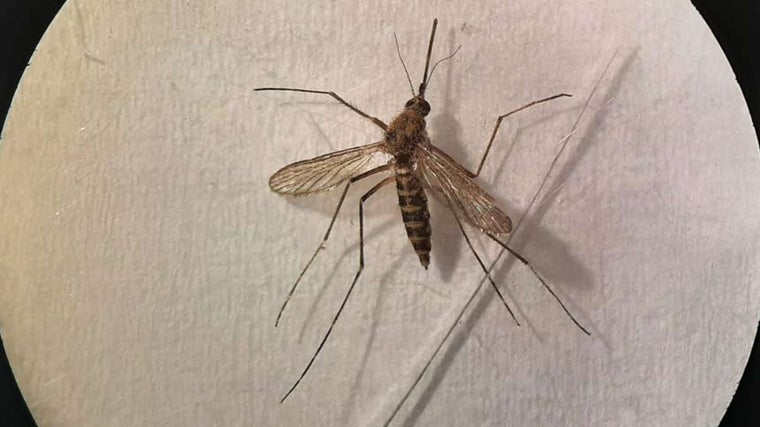 El mosquito de marisma, Aedes ochlerotatus caspius, el más habitual en Huelva