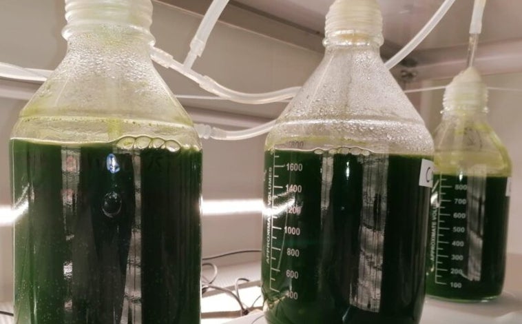 Imagen principal - Descubren el poder antiinflamatorio de una microalga del río Tinto