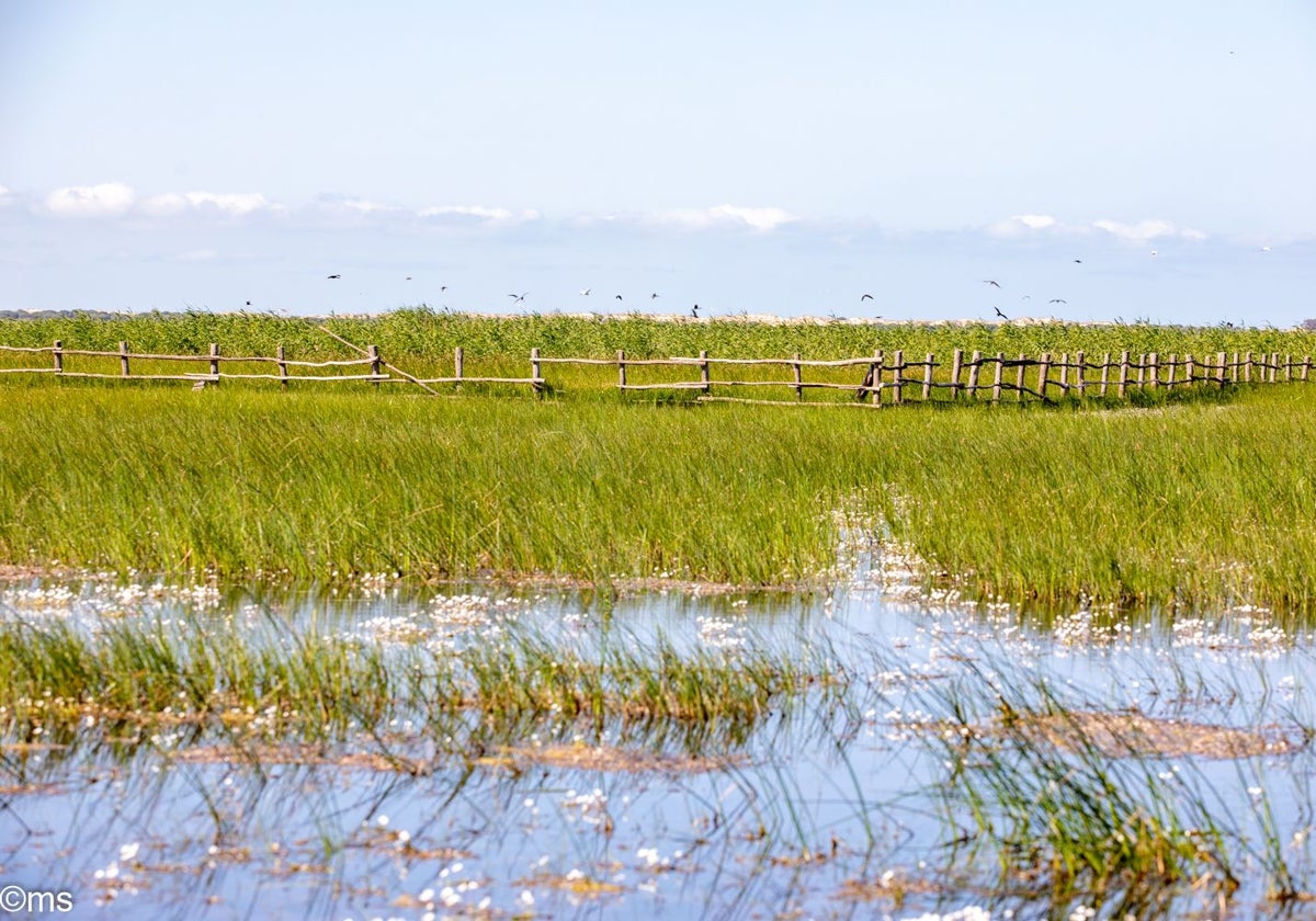Estado que presenta el Espacio Natural de Doñana