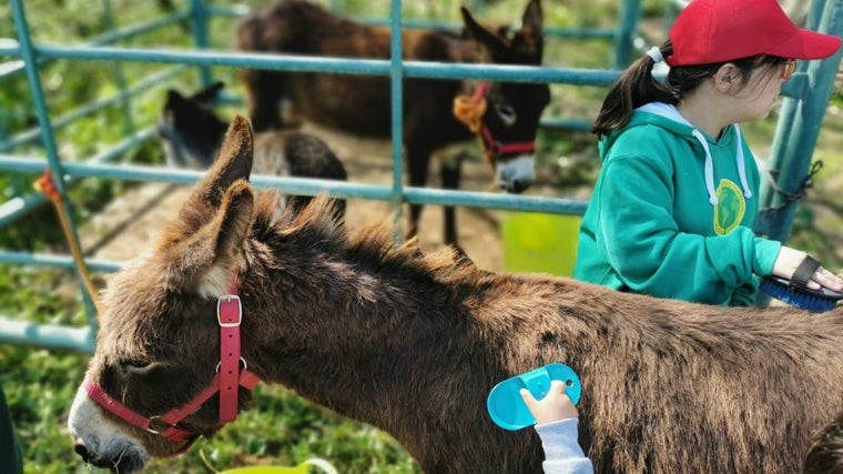 Platero, Mortadelo y otros héroes con orejas largas a las puertas de Doñana