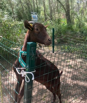 Imagen secundaria 2 - En las actividades pequeños y mayores interactúan con los animales que conviven en las instalaciones de El burrito feliz