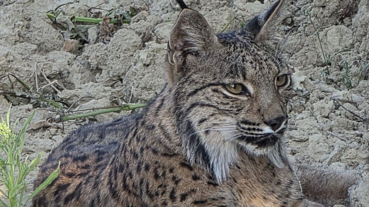 El lince que ha encontrado refugio en el santuario Wendy Clements