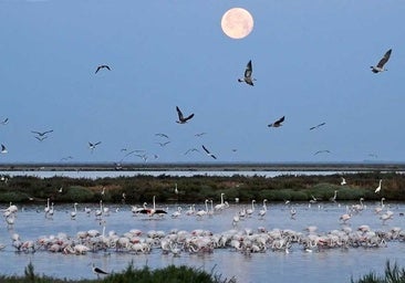 Las espectaculares imágenes de la luna de fresa sobre el Parque de Doñana