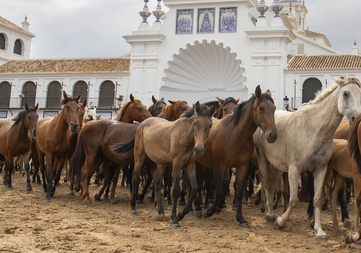 Las yeguas durante la Saca frente a la ermita del Rocío