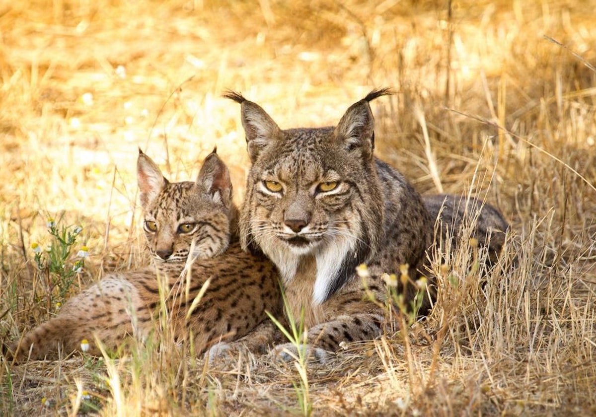 Ejemplares del programa de conservación ex-situ del lince ibérico
