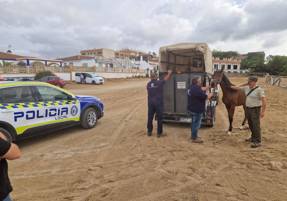 El animal fue finalmente recuperado