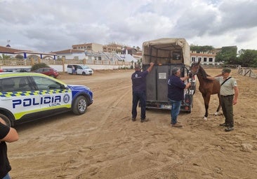 Obligados a pagar 500 euros tras haber perdido a su potro en Doñana por una imprudencia