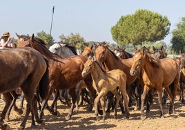 El alma de Doñana cabalga hacia Almonte un año más
