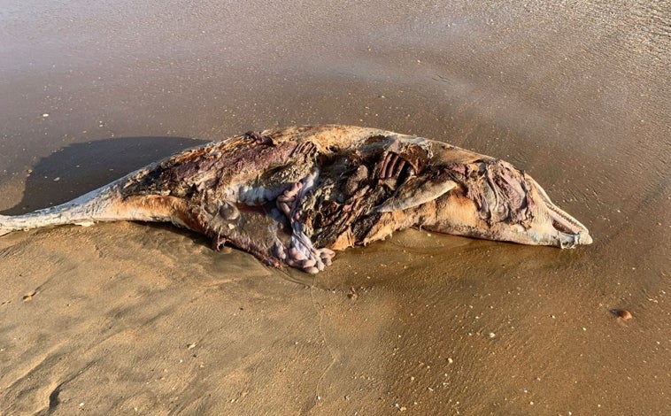 Imagen principal - Un delfín muerto llega a la orilla de la playa de Punta Umbría