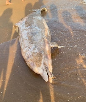 Imagen secundaria 2 - Un delfín muerto llega a la orilla de la playa de Punta Umbría