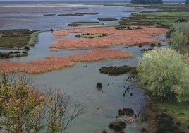 La Confederación del Guadalquivir recorta un 15% el uso de agua subterránea para riego en La Rocina