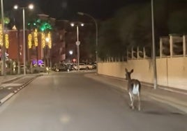 Una cierva se pasea por las calles de Matalascañas: «Así es Huelva, pura belleza natural»