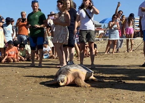 Imagen secundaria 1 - La tortuga boba ha sido liberada este jueves en la playa de Punta Umbría