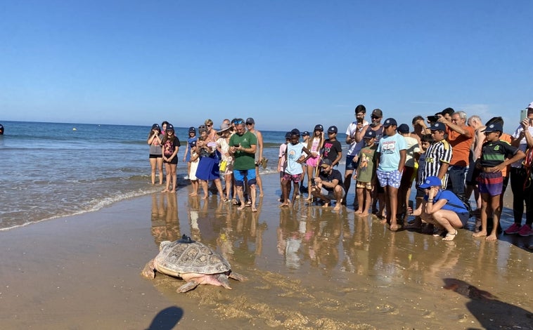 Imagen principal - La tortuga boba ha sido liberada este jueves en la playa de Punta Umbría