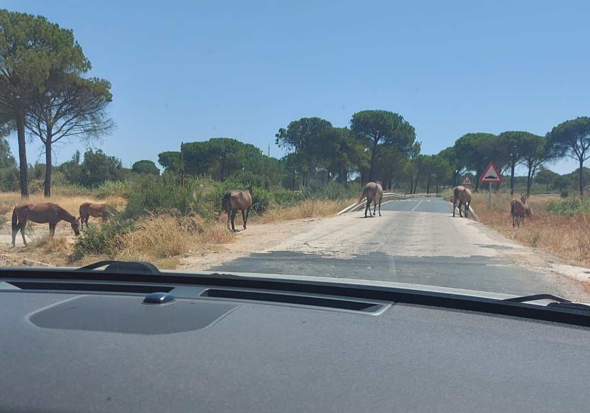 Caballos sueltos atravesados en una carretera de la provincia de Huelva