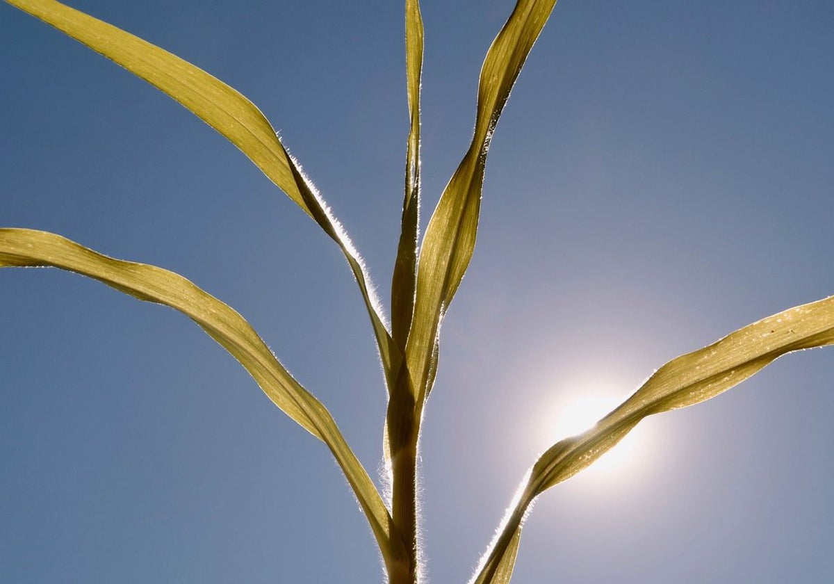 El calor apretará de aquí al jueves