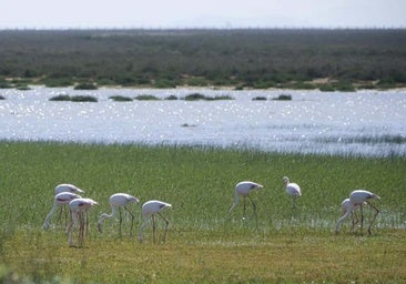 Estos son los requisitos para que los agricultores de Doñana reciban hasta 100.000 euros por hectárea a cambio de acabar con sus cultivos