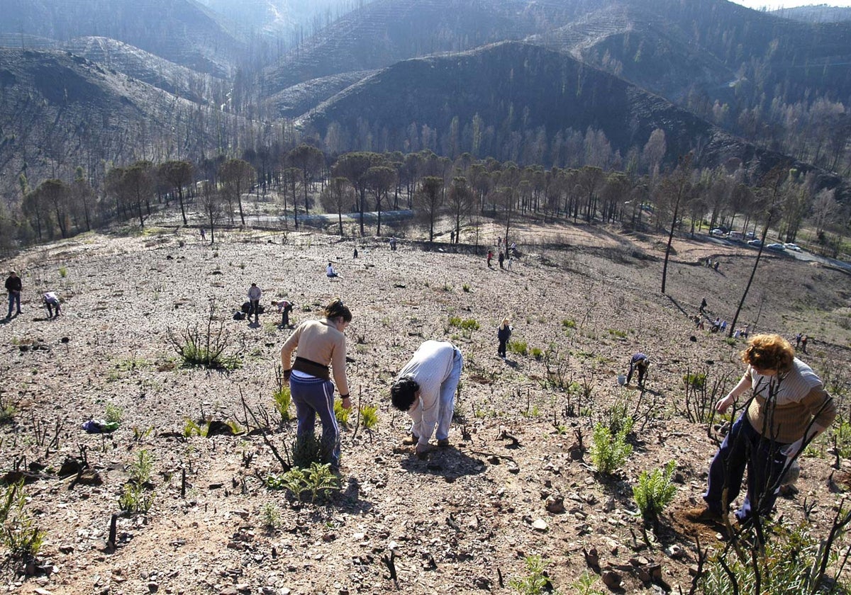 Voluntarios en los montes de Berrocal, en enero de 2005, revegetando la zona arrasada