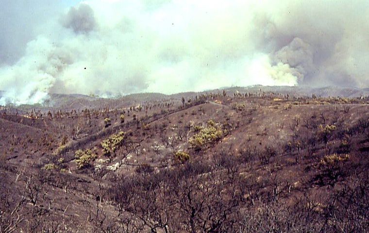 Tierra calcinada en el que, hasta este verano, era el mayor incendio de la historia de España