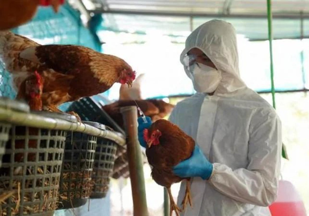 Análisis ante posible gripe aviar