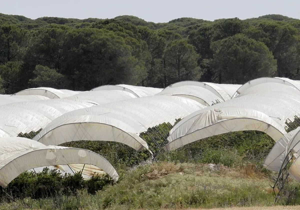 Cultivo en el entorno de Doñana